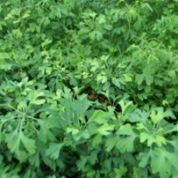 銀杏苗批發(fā)銷售