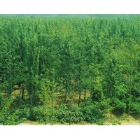 20公分銀杏樹(shù)