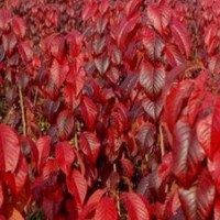 長期出售 紅葉櫻花苗 七葉樹苗