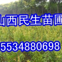 側(cè)柏價(jià)格 山西側(cè)柏 綠化側(cè)柏