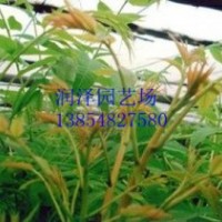 泰安潤(rùn)澤園藝香椿苗培育基地，大棚香椿苗價(jià)格，供應(yīng)大棚香椿苗