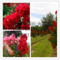 正品美國(guó)紅火箭，紅火球