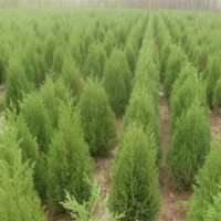 河南檜柏，月季