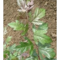 皇家雨點(diǎn)、紅瑪瑙、亞當(dāng)、高原之火、絢麗、艾瑞斯、紅寶石、紅葉