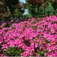 紅花繼木，杜鵑，紅葉石楠，金邊黃楊，金森女貞，金葉女貞