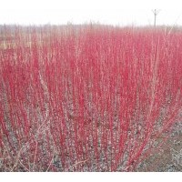 大量供應(yīng)紅瑞木，連球，衛(wèi)矛，扶芳藤，龍柏等苗木