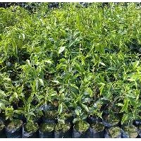 土沉香苗，土沉香樹苗，廣州土沉香樹苗