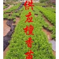 檀香苗_印度檀香苗_印度檀香樹苗