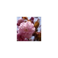 供應(yīng)大量櫻花，紫葉李，紫薇，大葉女貞，欒樹等