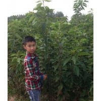 青峰苗木基地供應(yīng)2-10公分竹柳、櫻花當(dāng)年苗