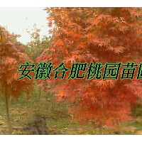 紅楓，櫻花，海棠，雞爪槭，日本紅楓，美國紅楓