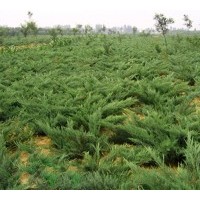 長(zhǎng)期供應(yīng)地柏，龍柏，檜柏，北京檜，灑金柏等