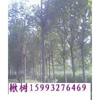 楸樹，楸樹苗，梓樹苗，大葉女貞，欒樹，合歡，紫薇，速生楊