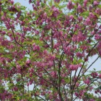 河北香花槐的觀賞價(jià)值極高