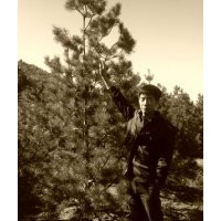 旱柳,油松,白皮松