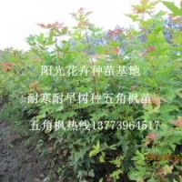 著名彩葉樹種五角楓苗批發(fā)1米高五角槭苗地錦槭樹苗包成活發(fā)貨