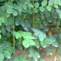 一年生國槐小苗價格 速生國槐小苗價格