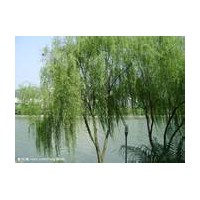供應(yīng)山西柳樹 漳河柳 垂柳 饅頭柳 青皮柳