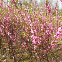供應榆葉梅