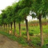 鄆城苗木調(diào)撥基地