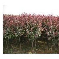 專供山西：紅葉李，紫葉李，紫葉矮櫻