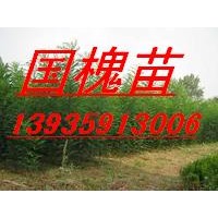 急售刺槐苗 國槐苗 花椒苗 側(cè)柏苗 油松苗