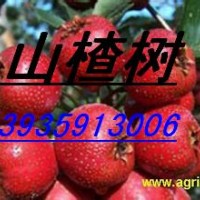 1米以上山楂苗 蘋果苗 柿子苗 桃樹苗 梨樹苗