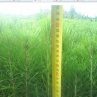 白皮松容器；20-30公分【容器】