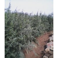 榆樹苗，泰安榆樹苗的價格