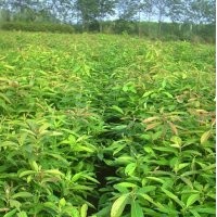 木荷小苗木荷樹苗木荷小苗最新報價