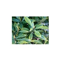 金絲楠木小苗批發(fā)