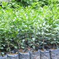 九里香（七里香）小苗批發(fā)