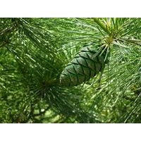 華山松容器袋華山松山西華山松小苗2-4年生華山松