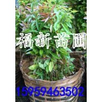 廣東木荷苗 江西木荷苗 福建木荷苗