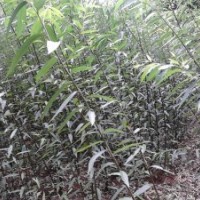 供應美國竹柳扦插苗、帶根大苗