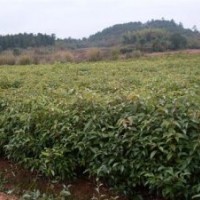江西香樟，江西青楓小苗，江西造林苗，綠化苗價格