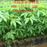 美麗異木棉批發(fā)商供應(yīng)優(yōu)質(zhì)美麗異木棉營養(yǎng)苗、種子量大從優(yōu)