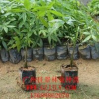 發(fā)財(cái)樹營養(yǎng)苗發(fā)財(cái)樹種子供應(yīng)發(fā)財(cái)樹價(jià)格優(yōu)惠