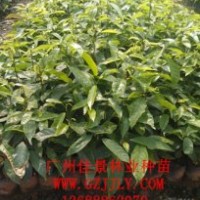 假蘋(píng)婆種苗假蘋(píng)婆小袋苗廣州佳景林業(yè)種苗苗場(chǎng)最有實(shí)力