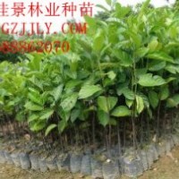 菠蘿蜜營(yíng)養(yǎng)苗供應(yīng)商供應(yīng)菠蘿蜜種苗菠蘿蜜小袋苗