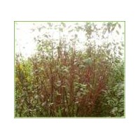 珍珠梅、黃刺梅、紅玫瑰、珍珠梅、黃刺梅、紅玫瑰、連翹、迎春、