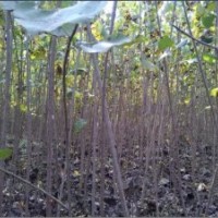 長(zhǎng)期大量供應(yīng)速生楊樹苗、小苗、大苗1-5.5米高（可帶根或帶土球