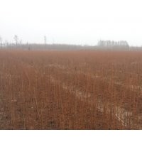 供應(yīng)池杉樹苗（一年小苗）