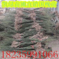 國槐苗，2公分國槐，速生國槐