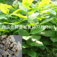 江蘇白玉蘭樹苗價(jià)格咨詢木蘭花苗白玉蘭小苗
