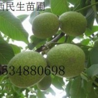 核桃苗 0.8cm以上100萬