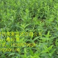 供應(yīng)山東泰安連翹 1-3年苗 自家種植