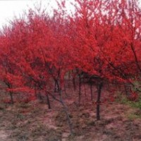 山西綠茵苗木 ：紅葉碧桃