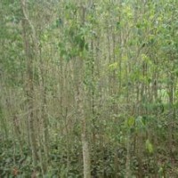 山東平邑縣低價處理自家種植杜仲、百日紅、山楂苗