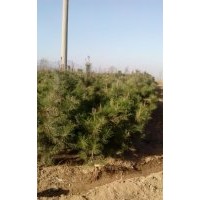 供2米以上油松 白皮松 7-9欒樹(shù)13835906683